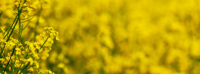 Yellow rapeseed flowers in the field. Rapeseed flowering. Rapeseed cultivation - obrazy, fototapety, plakaty