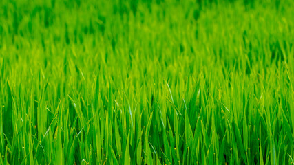 Texture of young green spring grass, background with grass. Grass in the meadow