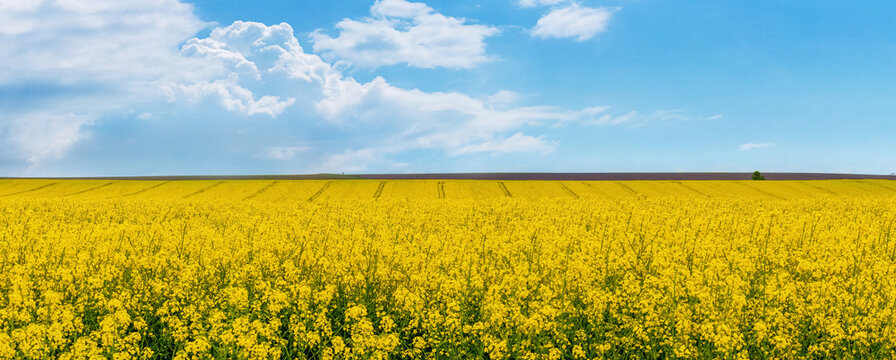 Wide field with yellow rapeseed and blue sky with white clouds. Rapeseed flowering © Volodymyr
