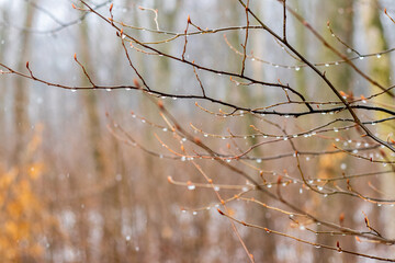 Raindrops on a bare branch in the spring during the melting snow