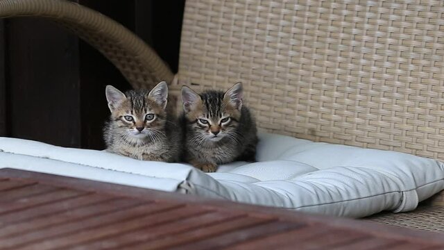 adorable grey and  white cat family sitting outside, looking at the camera. cute kitten family