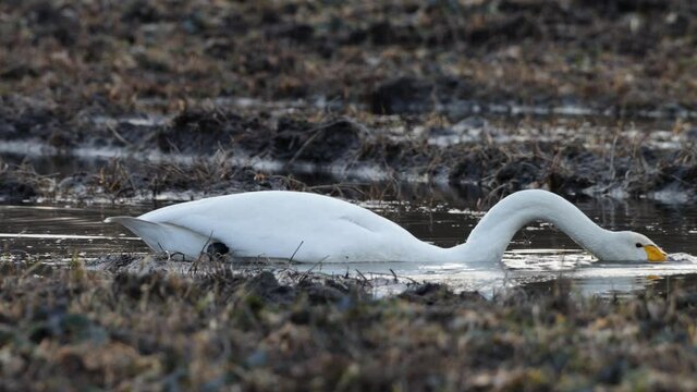 Close-up of Whooper swan, Cygnus cygnus eating and standing up during spring migration stop