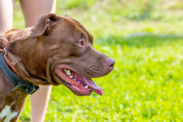 Brown dog breed american pit bull terrier close up in profile near its owner