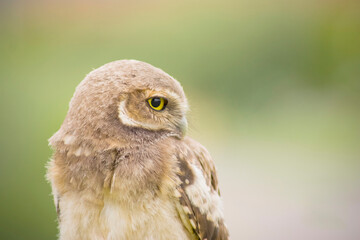 coruja-buraqueira_Athene cunicularia
