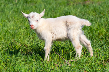 Naklejka na ściany i meble Little white goat on the grass in sunny weather