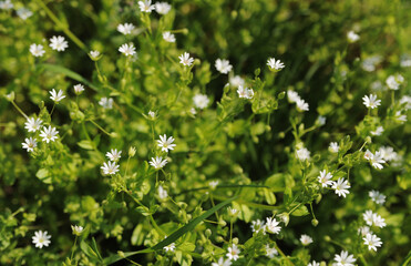 Obraz premium white flowers on a green background