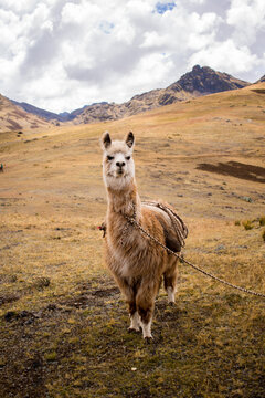 Llama in Paru Paru