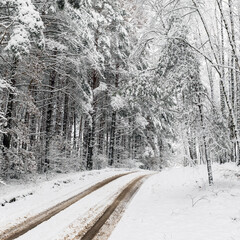Road at white winter landscape in the forest