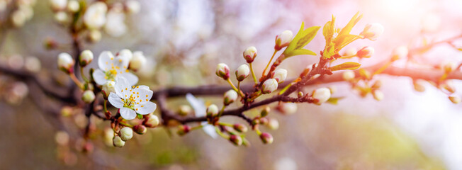Cherry plum branch with flowers and buds, cherry plum blossoms
