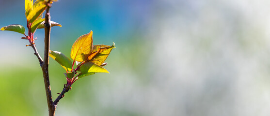 Apricot branch with the first tender leaves in spring in sunny weather, copy space