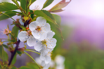 Cherry flowers with raindrops on tree on blurred background