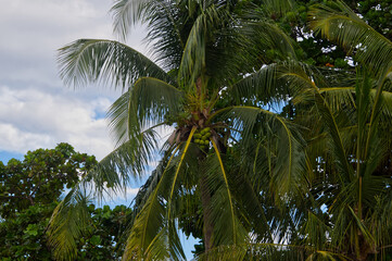 Fototapeta premium Alaskan snow crab legs on ice at the market.