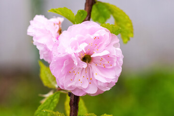 Pink sakura flower on a tree close up, sakura blossom