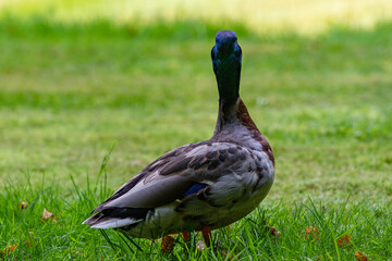 duck on the grass