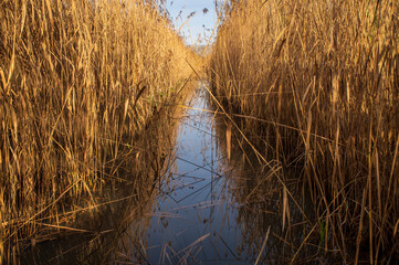 Fototapeta premium Dense reed on both edges of a small canal