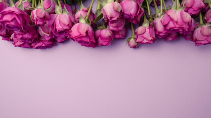Rose flowers bouquet on violet background. Valentine's day, Woman's day concept