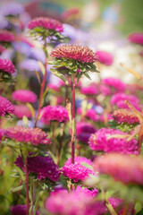 Artistic closeup of beautiful pink fresh flowers on natural meadow