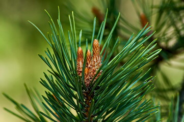 Pine tree branch with new tip in early summer, Sofia, Bulgaria 