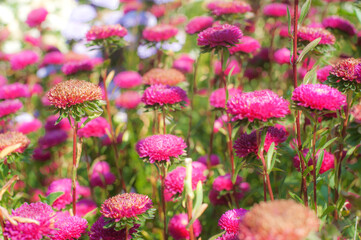 Artistic closeup of beautiful pink fresh flowers on natural meadow