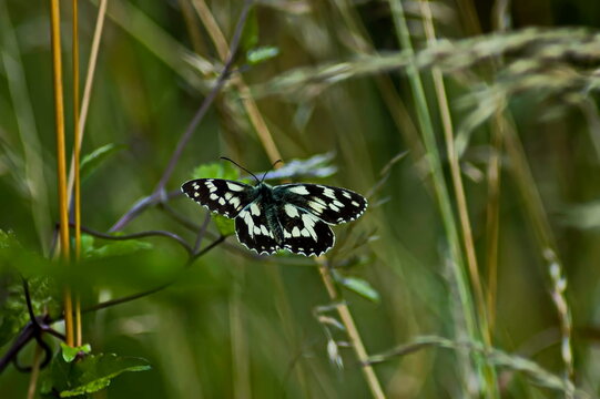 Melanargia galatea chess butterfly in natural habitat looking for food, Sofia, Bulgaria  
