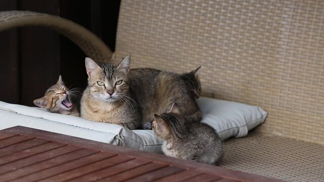 adorable grey and  white cat family sitting outside, looking at the camera. cute kitten family