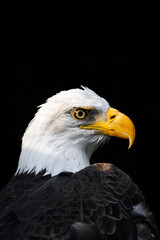 bald eagle portrait