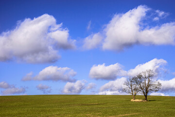 tree on a field and blue sky with clouds