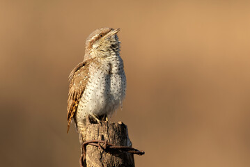Wryneck (Jynx torquilla) close up