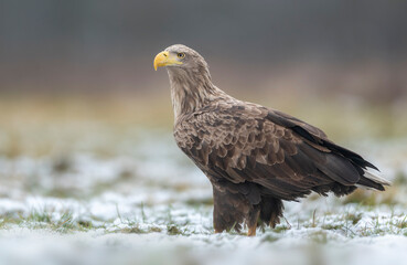 White tailed eagle or sea eagle ( Haliaeetus albicilla )