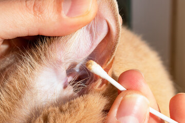 Cleaning the cat's ears. Close-up of the dirty earwax taken from the feline's ear. Prevention of...