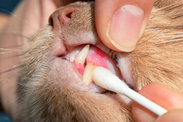 Cat owner putting healing dentifrice on his feline's teeth. Cat dental health concept. Close up of...
