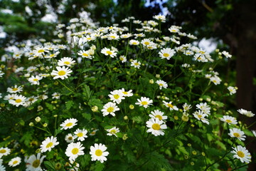 field of daisies