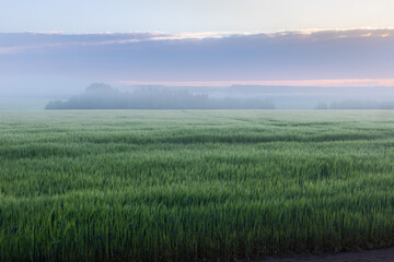 Fototapeta na wymiar foggy dawn over a green cereal field 