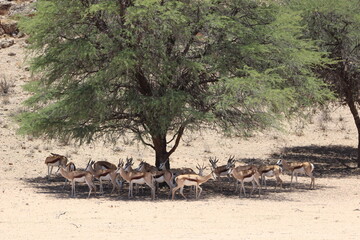 Fototapeta na wymiar Springbok standing in the shade in the Kgalagadi