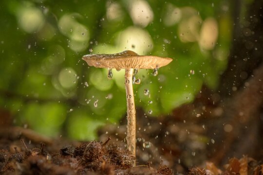 Tawny grisette in a forest during raining. Close up of drops falling on the top of a unedible mushroom with green background and beech nuts on the ground.