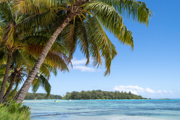 Fototapeta na wymiar Tropical island with palm trees and turquoise water