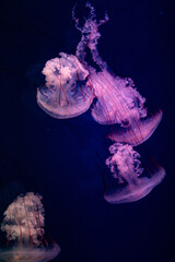 jellyfish in aquarium