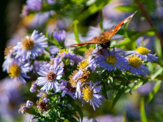 Feeding Butterfly
