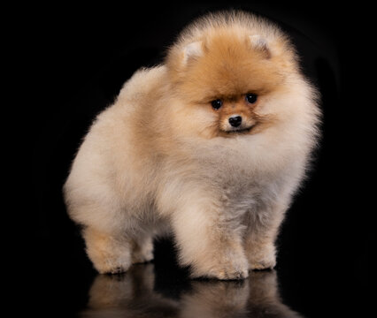 Pomeranian spitz , puppy new hairstyle of an orange pomeranian on a black background. 