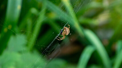 Garden Spider Eating