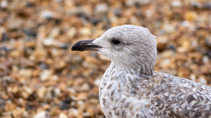 Seagull on the beach
