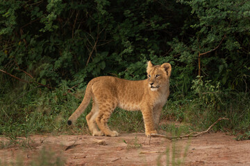 Lions cub in Queen Elizabeth national park. Safari in Africa. Cute kitten. 