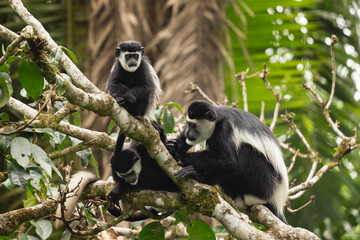 Mantled guereza on the branch. Group of guarezas in Uganda. African safari. 