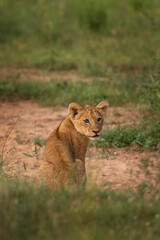 Lions cub in Queen Elizabeth national park. Safari in Africa. Cute kitten. 