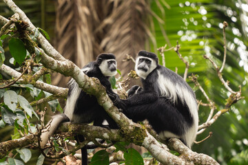 Mantled guereza on the branch. Group of guarezas in Uganda. African safari. 