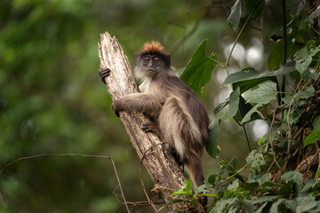 Ugandan red colobus on the branch. Monkey in Uganda. African safari. 