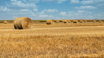 Fototapeta premium Campo agricola, cosecha de cereales.