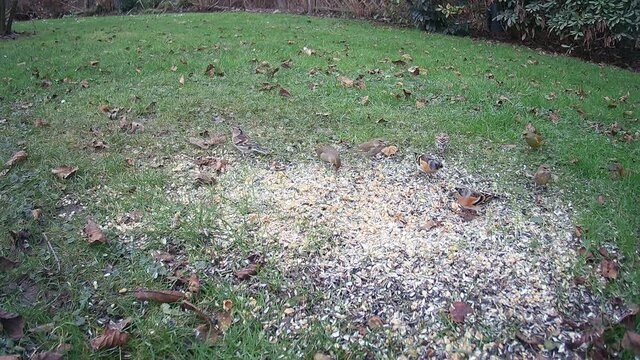 Bergfinken oder Nordffinken (Fringilla montifringilla) und Amsel (Turdus merula) an einer Futterstelle im Garten