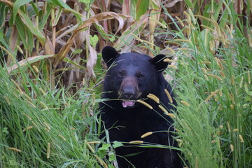black bear hiding in tall grass at Alligator River NWR