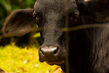 Black_Cow